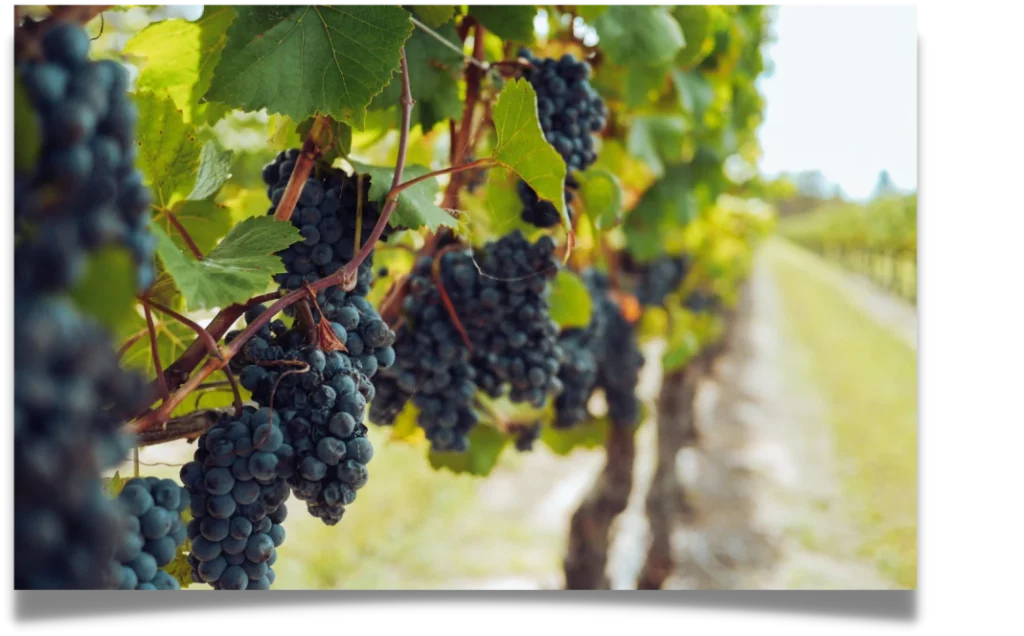 vin rosé tours bourgai
